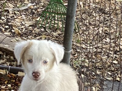 Australian Shepard Puppies
