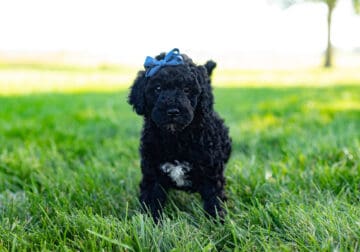 Poodle female puppy in Indiana