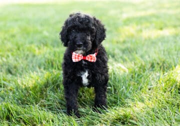 Standard poodle male puppy in Indiana
