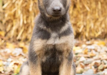 German Shepherd female puppy in Indiana
