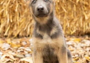 German shepherd female puppy in Indiana