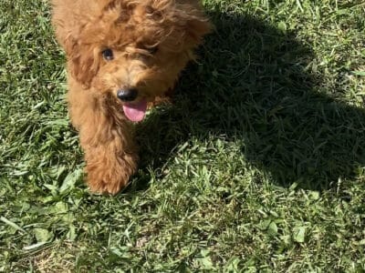 Gracie -Red Poodle Pup