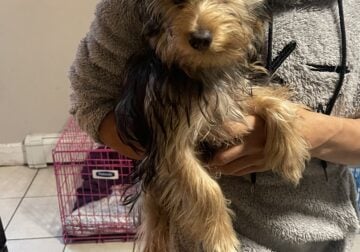 Yorkie puppies Looking for a forever home