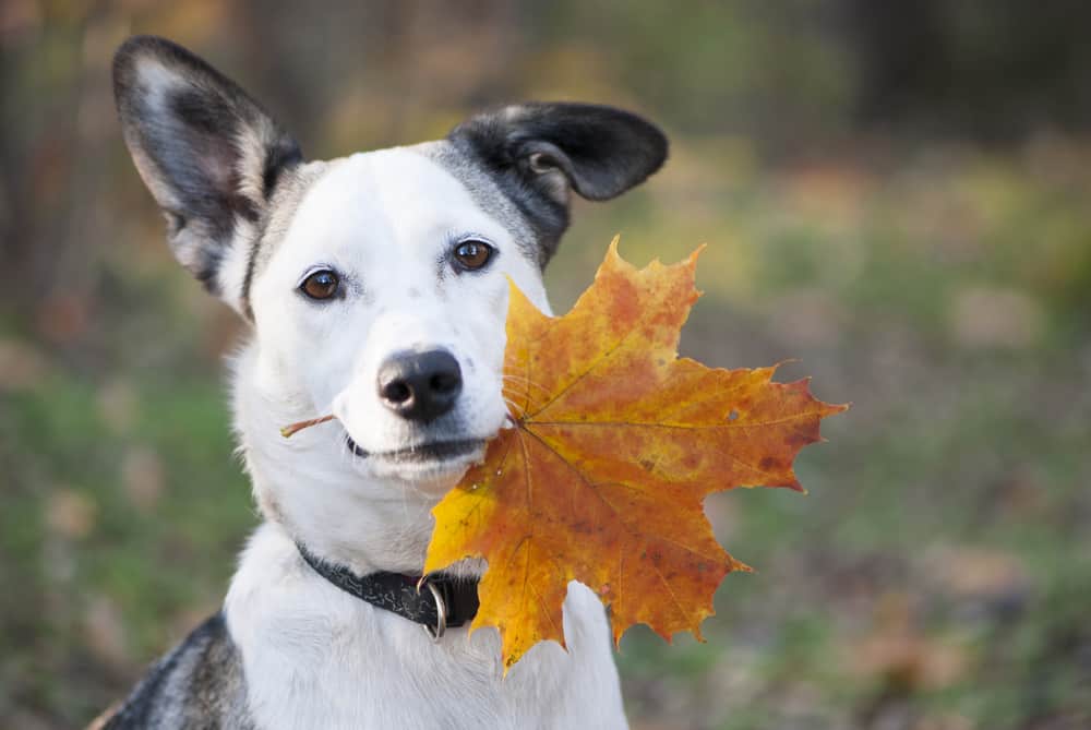 Fall Activities to Do with Your Dog
