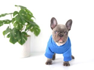 AKC Compact and Exotic Lilac Male French Bulldog