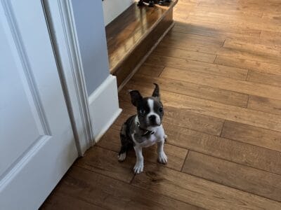 Boston Terrier Needs a lovely home