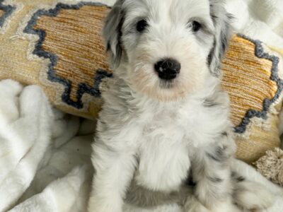 8 WK OLD Sheepadoodles ready for love 11/26