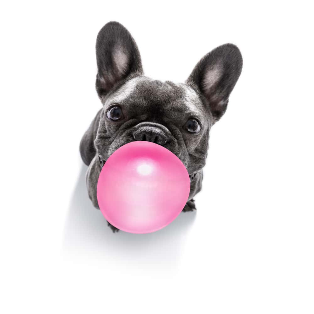 French Bulldog Making a Bubble with Bubble Gum