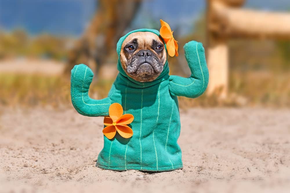 French Bulldog dressed as a cactus
