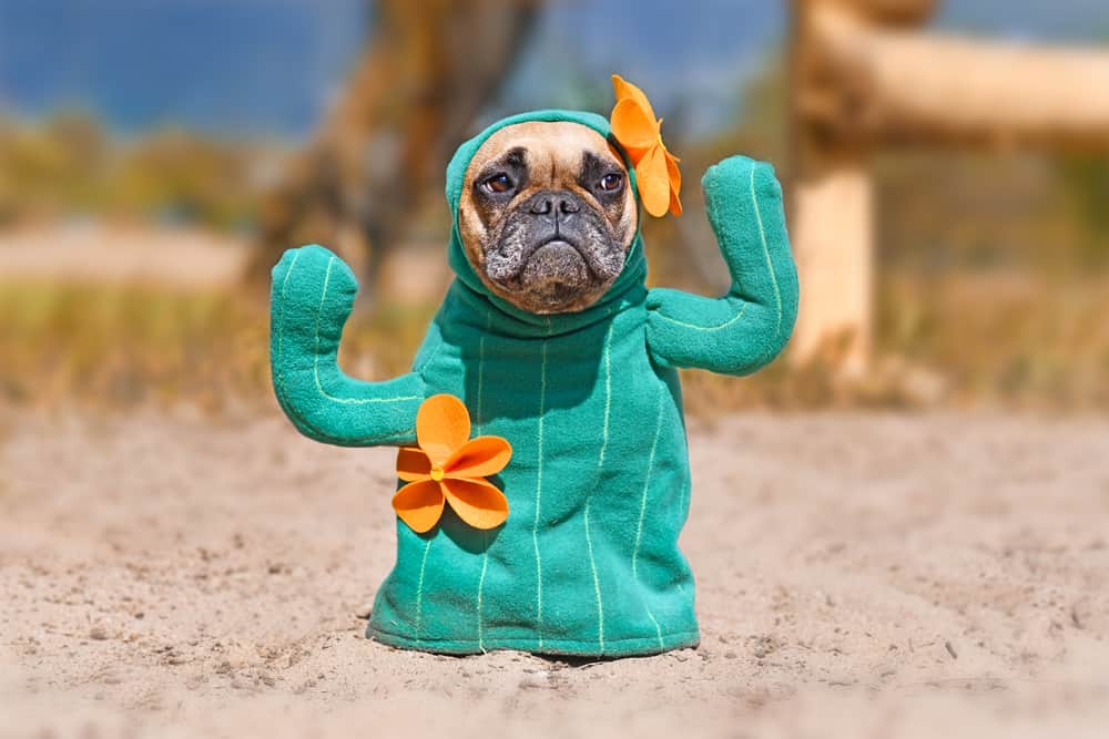 Best Halloween Costumes for Dogs | PetClassifieds.com