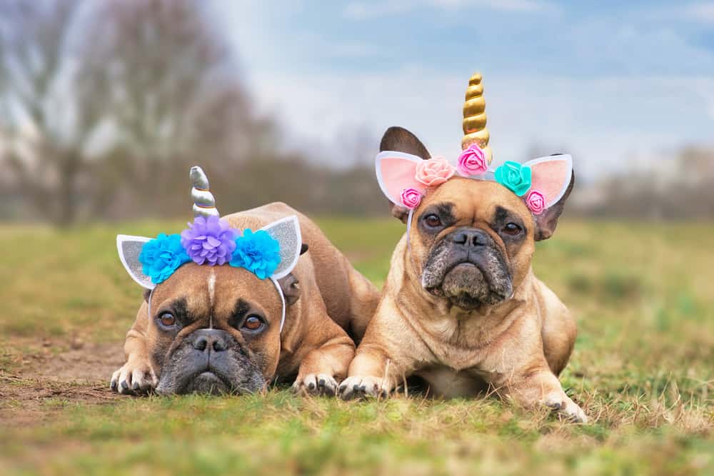 Two French Bulldogs in feminine costumes