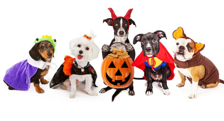 Best Halloween Costumes for Dogs