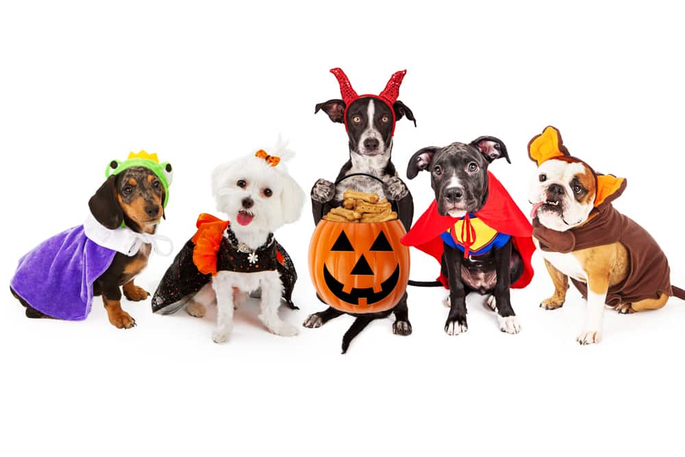 best-halloween-costumes-for-dogs-petclassifieds