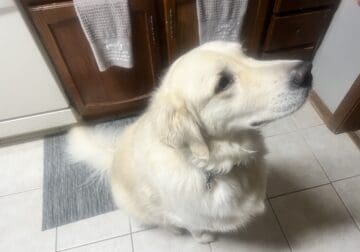 Great pyrenees 3 yr old neutered for adoption