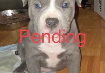 Beautiful Blue Nosed Pitbull puppies!!