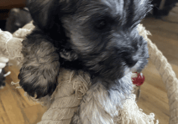 Schnauzer puppies for sale and cane corso