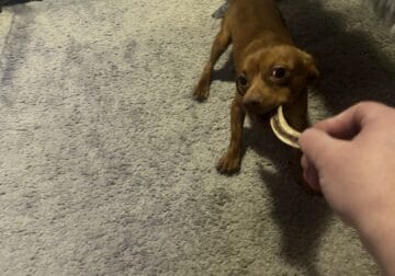 German Shepard Puppy Born 7/9/2023 – Wisconsin