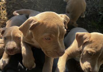 Red Nosed Fawn Pit Puppies