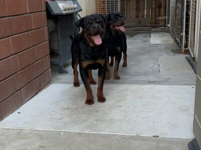 15 month old male Serbian Rottweiler