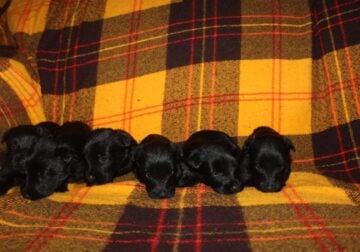 Scottish Terrier Puppies. Black