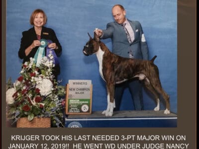 AKC Boxer Pups, Champion Sired by Westpaws Krijger