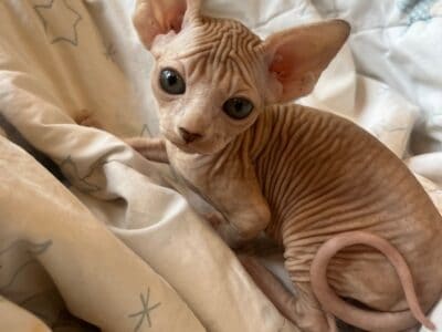 $1000 Ready to go home Now!!TICA Purebred Sphynx