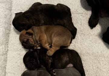 Pure bred French Bulldog Puppies