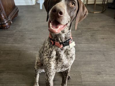 German Shorthaired Pointer – 8 mo Female