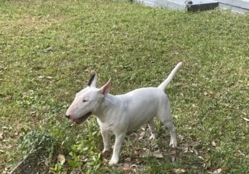 Bull terrier puppies for sale