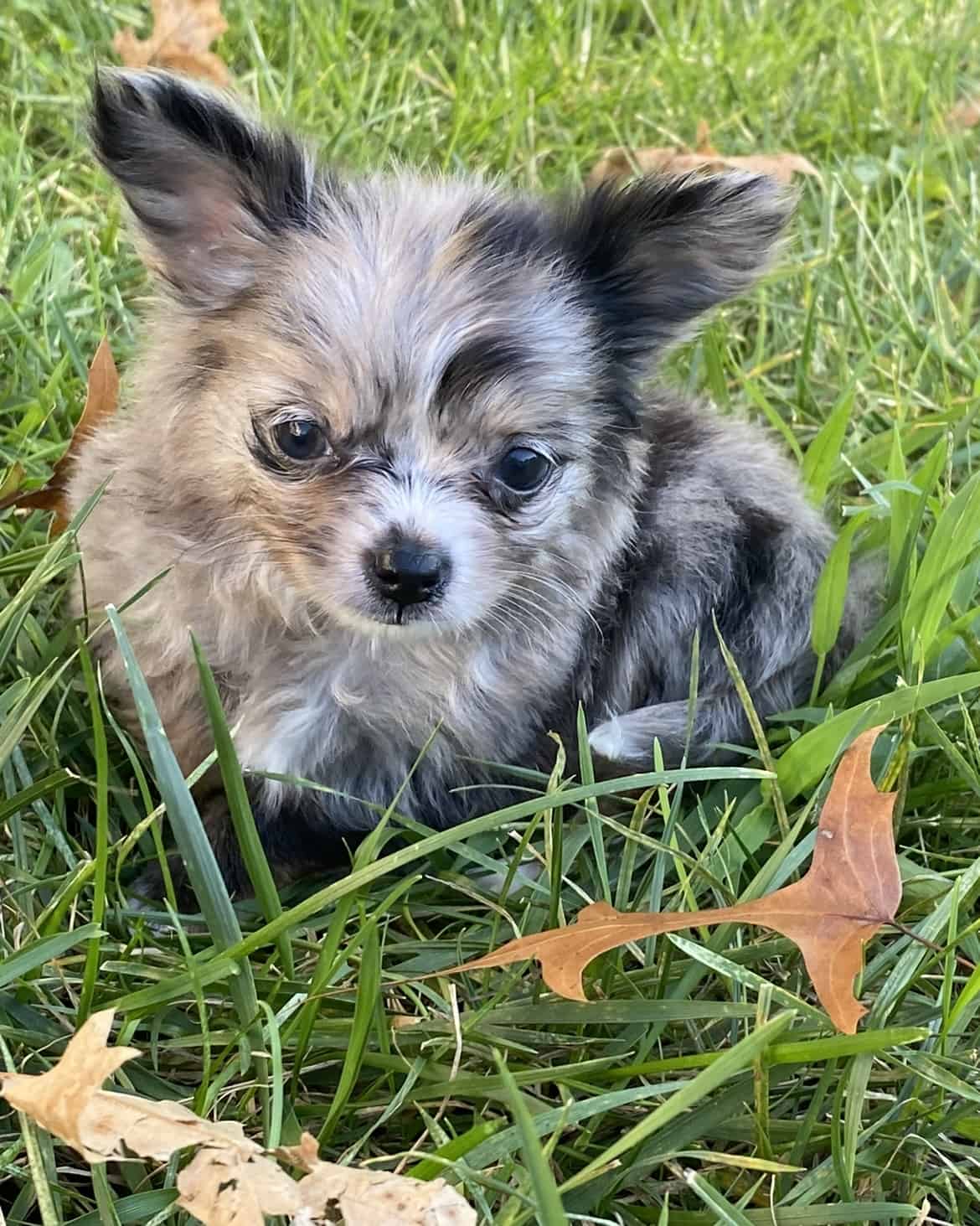 Blue Merle Long Haired Chihuahua Puppy For Sale | PetClassifieds.com