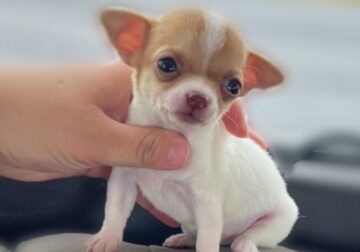 Registered Chihuahua Puppy