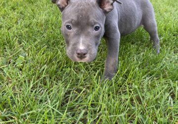 Bluenose pitbull Puppies