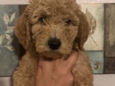 Golden Doodles Males and Females