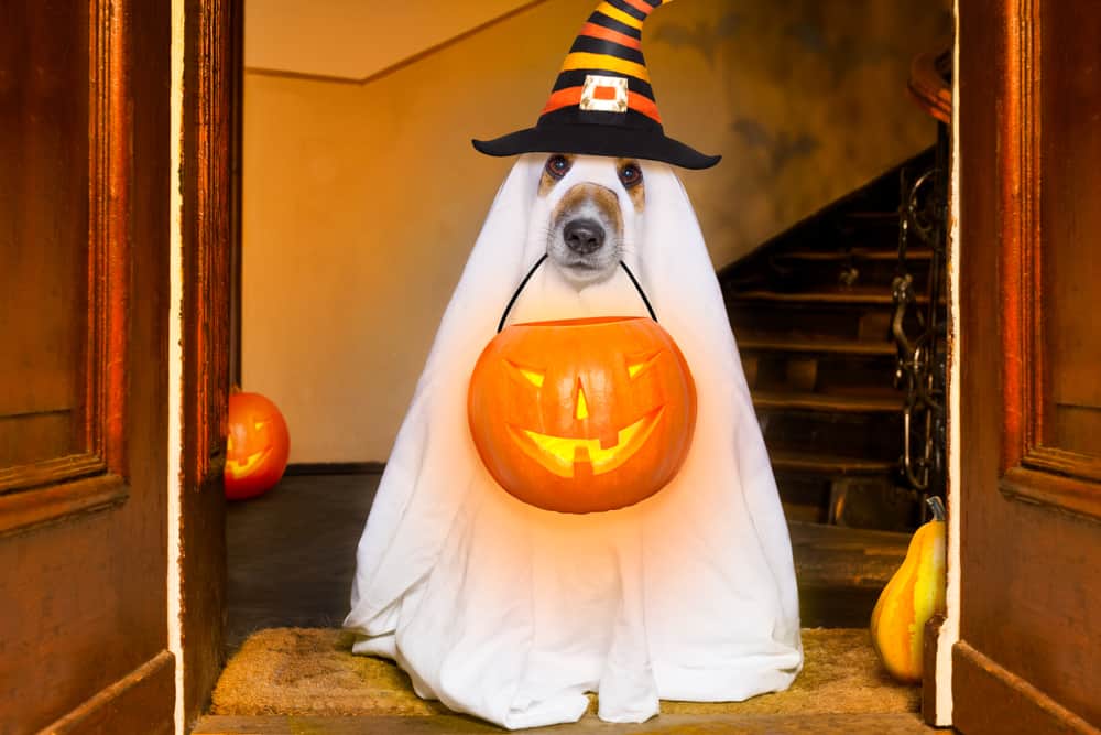Dog sitting as a ghost for Halloween in front of a door