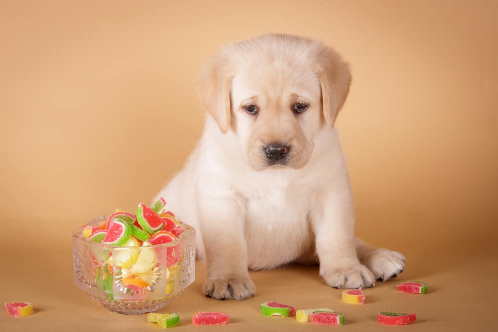 Labrador Retriever Puppy with candy next to it
