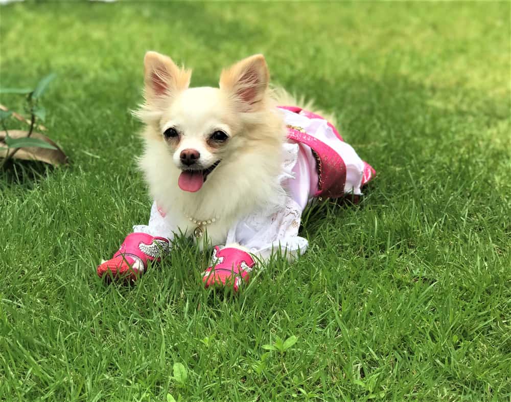 Dog wearing protective shoes