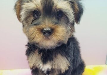 Yorkie Puppies For Sale New York / New Jersey