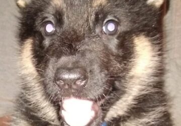 5 male German Shepherd puppies available.