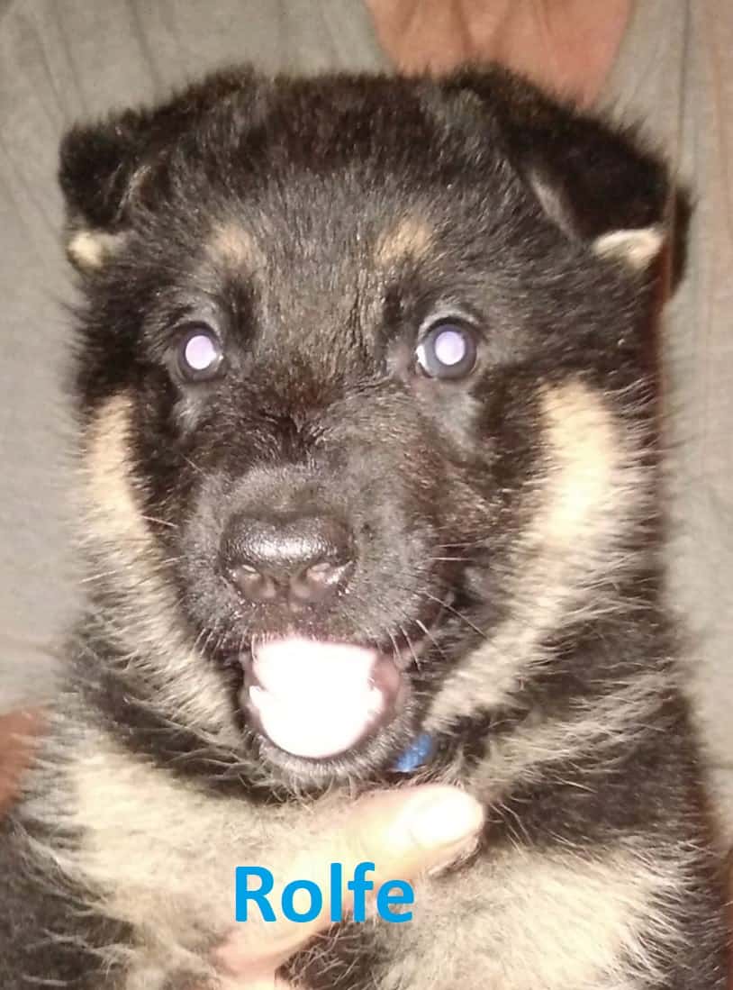 5 male German Shepherd puppies available.
