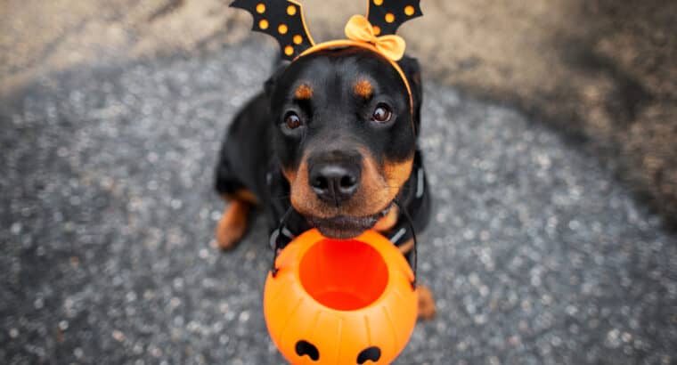 Dangerous Halloween Candy for Dogs