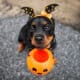 Dangerous Halloween Candy for Dogs