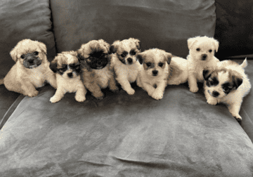 Beautiful Shichon puppies