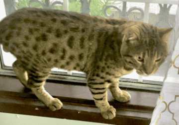 Male Savannah Cat (F5, Belmont Shore)