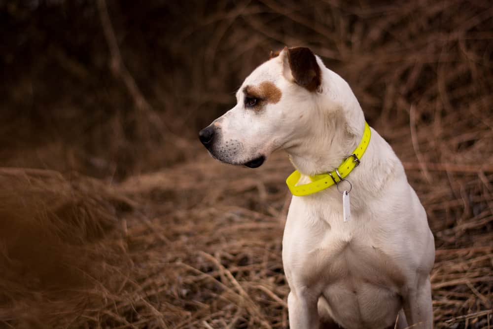 American Pitbull Terrier with reflective collar