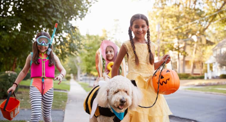 How to Trick or Treat Safely with Your Dog