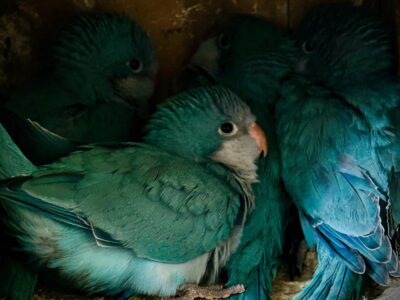 Blue Quacker Parrot
