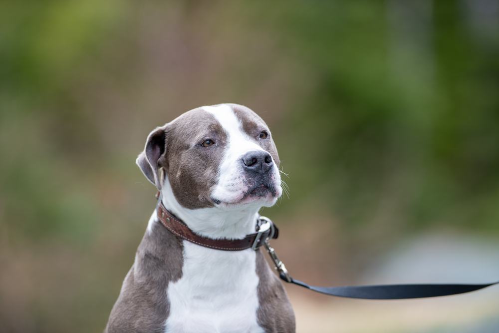 Is an American Pit Bull Terrier the Right Pet for You?