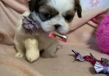 ShihPoo Pups for sale