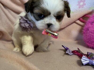 ShihPoo Pups for sale