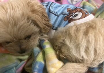 Shih poo puppies ready for forever home!
